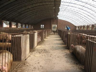 獸藥專家解析 養殖中環境對豬群的影響重要嗎