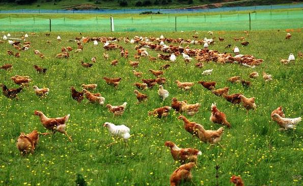 禽藥專家教你在養雞過程如何有效防止飼料浪費