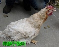 在養殖中家禽常見混感疾病的治療方案