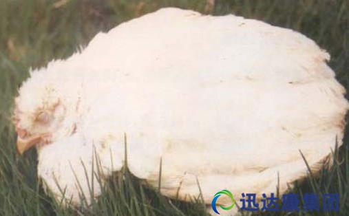 在養殖中家禽常見混感疾病的治療方案