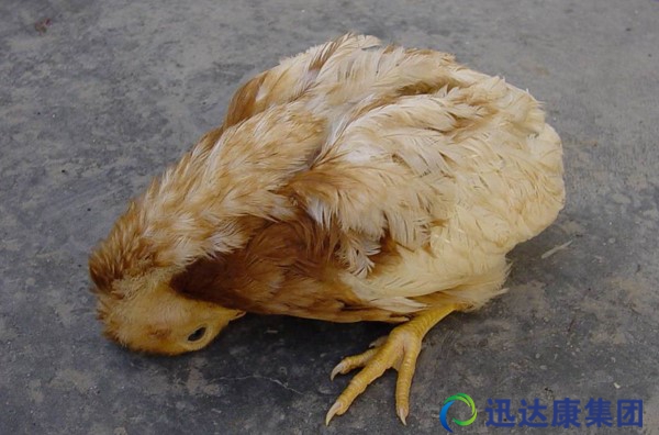 在養殖中家禽常見混感疾病的治療方案
