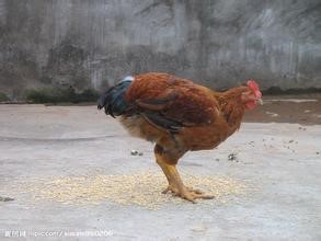 在養殖中家禽常見混感疾病的治療方案